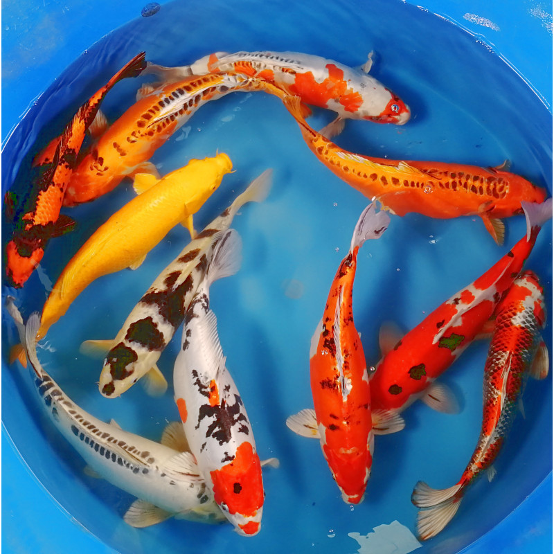 Koi Israël Handpick 40-45cm 197,50 € Poissondor