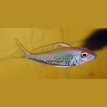 Callochromis Stappersi lot de 2