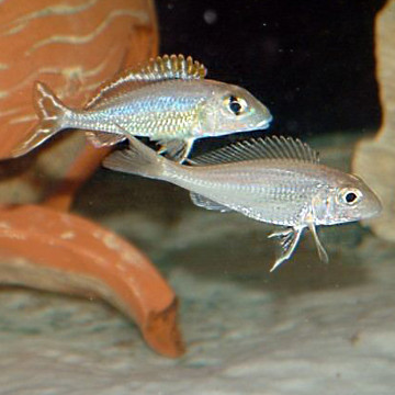 Callochromis Pleurospillus lot de 2 22,50 €