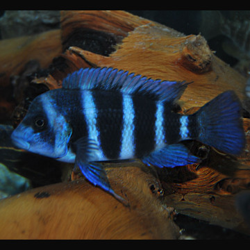 Cyphotilapia Frontosa Blue Zaire Moba 15-18 cm lot de 2