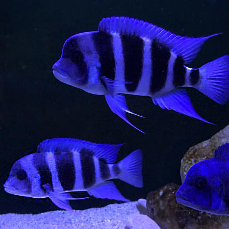 Cyphotilapia Frontosa Blus Zaire Moba 6-8 cm