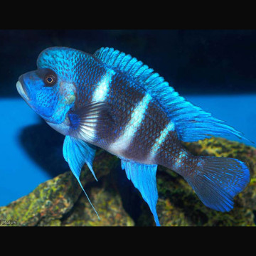 Cyphotilapia Frontosa mpimbwe 22-25 cm  97,50 €