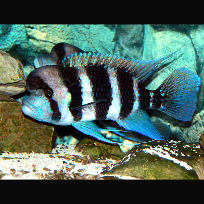 Cyphotilapia Frontosa Burundi XL