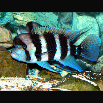 Cyphotilapia Frontosa Burundi XL lot de 2 189,50 €