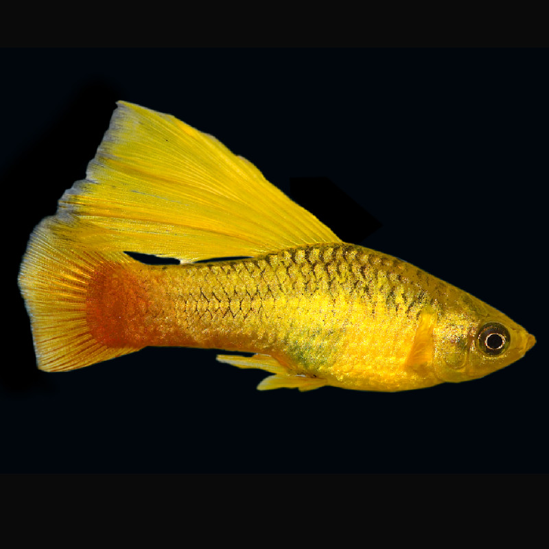 xiphophorus maculatus platy jaune voilé lot de 5 15,00 €