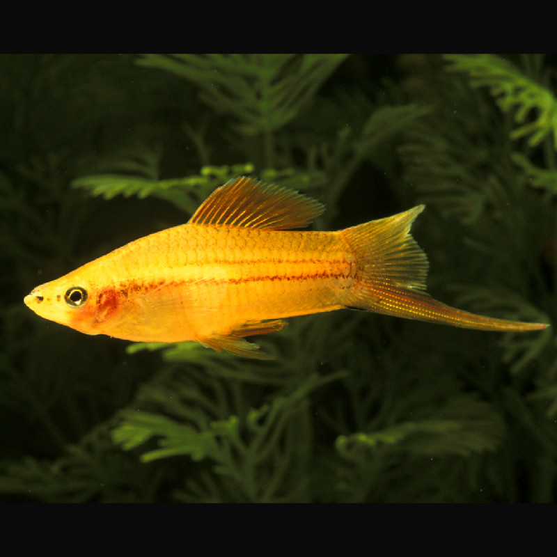 Xipho Xiphophorus helleri dorés 4-5cm 3,50 €