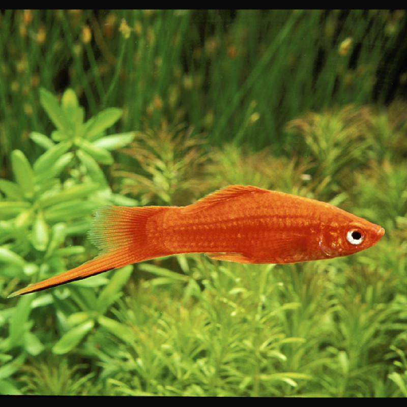 Xipho Xiphophorus helleri rouges-portes-épées 4-5cm