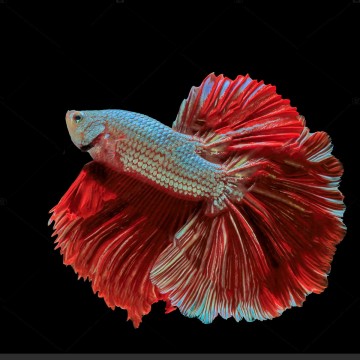 Betta mâle Halfmoon dragon rouge (Les patrons de coloration peuvent...