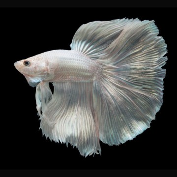 Betta mâle Halfmoon blanc métalique (Les patrons de coloration peuvent varier)