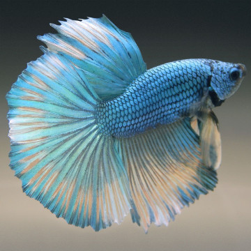 Betta mâle Halfmoon dragon vert (Les patrons de coloration peuvent ...