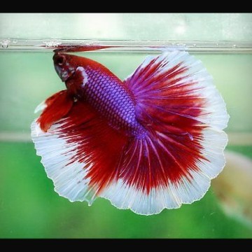 Betta mâle Halfmoon lavande (Les patrons de coloration peuvent varier)