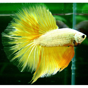 Betta mâle Halfmoon yellow (Les patrons de coloration peuvent varie...