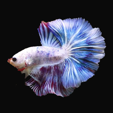 Betta Mâle Full moon (Les patrons de coloration peuvent varier) 28,...