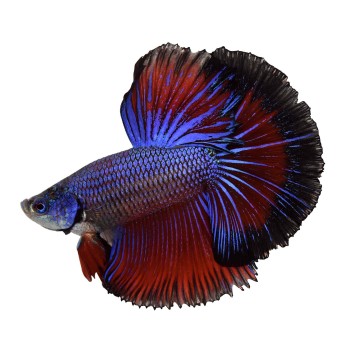 Betta Splendens Mâle-Combattant Half moon (Les patrons de coloration peuvent varier)