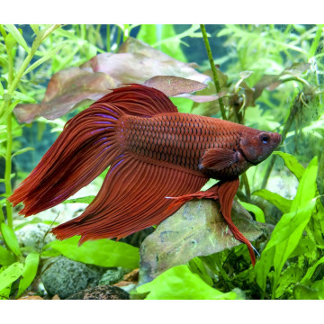 Betta Splendens Mâle-Combattant (Les patrons de coloration peuvent varier)