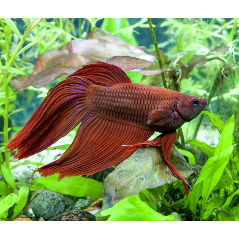 Betta Splendens Mâle-Combattant (Les patrons de coloration peuvent ...