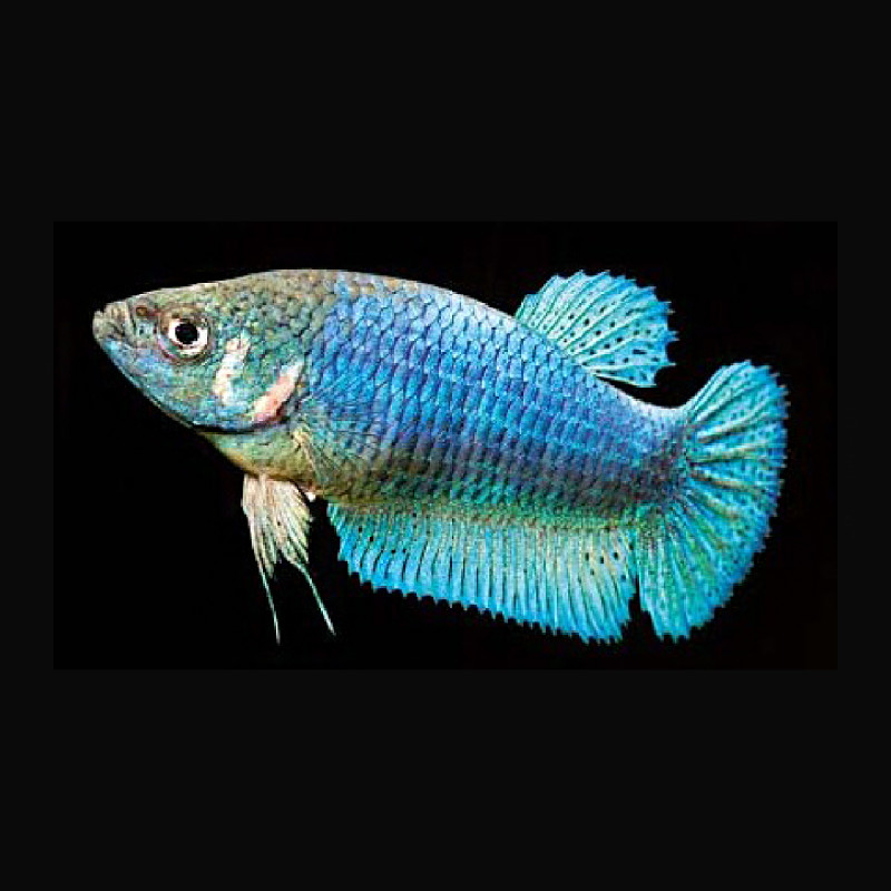 Betta Splendens-Combattant Femelle 3-4 Cm               