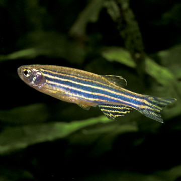 Danio Rerio 1-2cm lot de 4                     