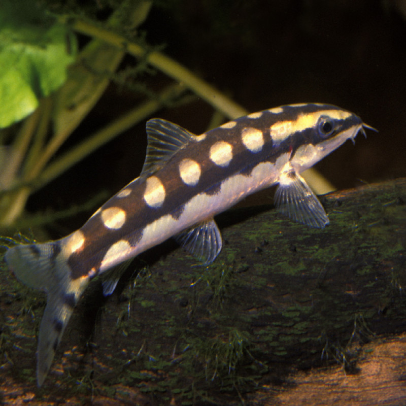 Botia sidthimunki 3-4cm (Ambastaia sidthimunki)