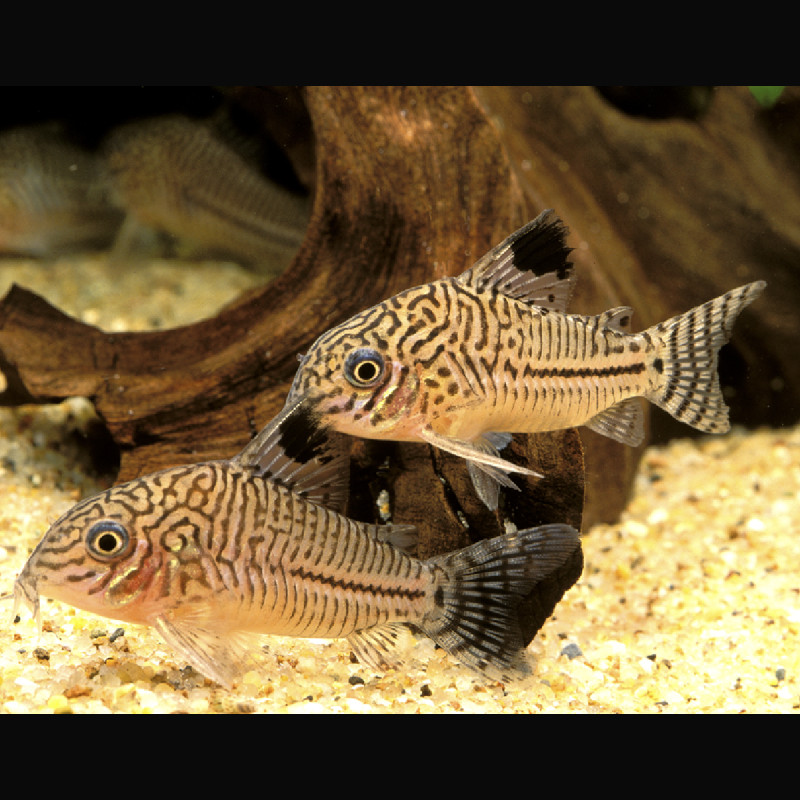 Corydoras Trilineatus 2-3cm 6,50 €