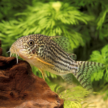 Corydoras Sterbai 2-3cm                