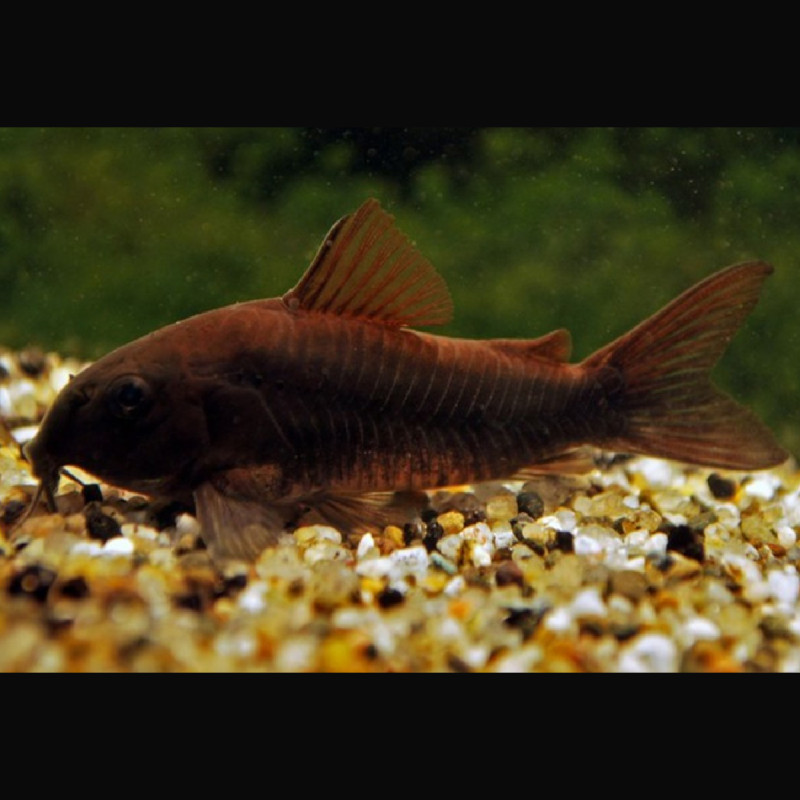 Corydoras aeneus Venezuela black  lot de 5