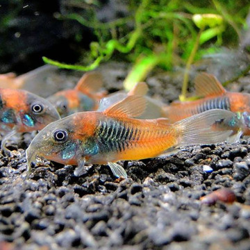 Corydoras Venezuela orange spot lot de 2 