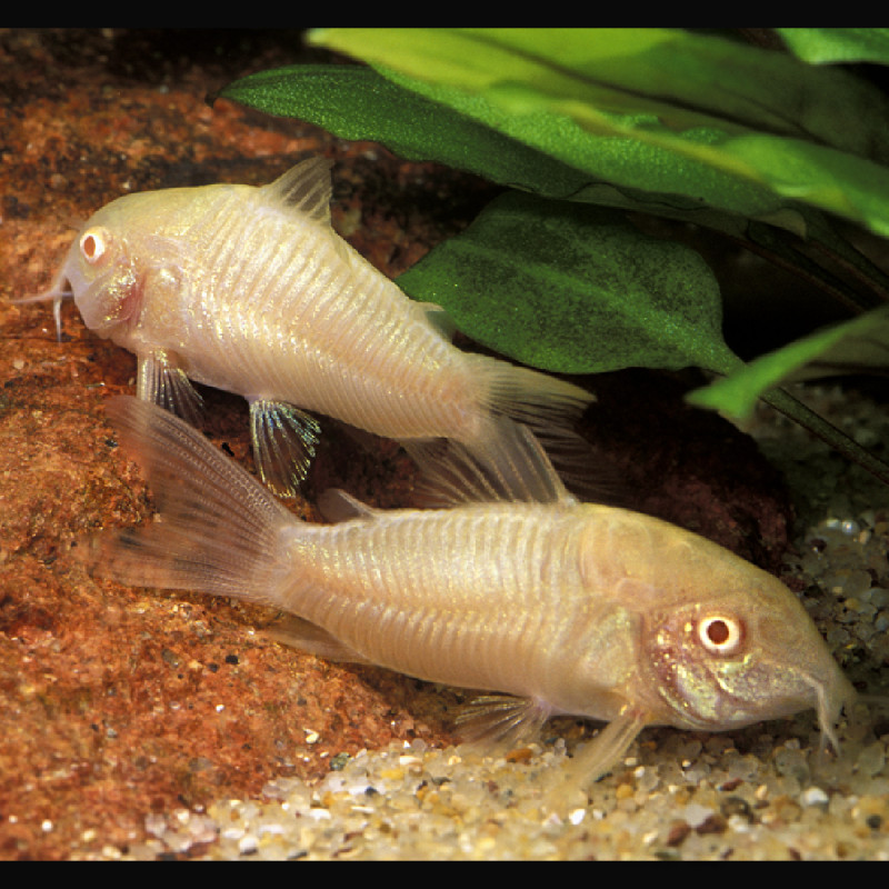 Corydoras aeneus albinos