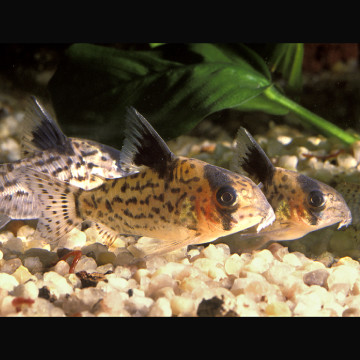 Corydoras Leucomelas 2-3cm