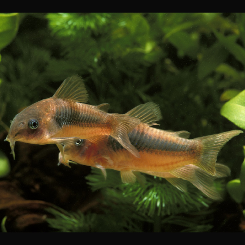 Corydoras Aeneus 2-3cm