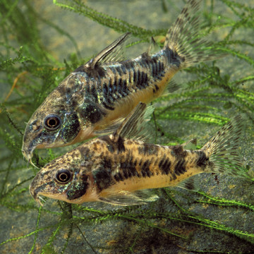 Corydoras Paleatus 2-3cm 3,50 €