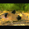 Corydoras panda lot de 5 27,50 €