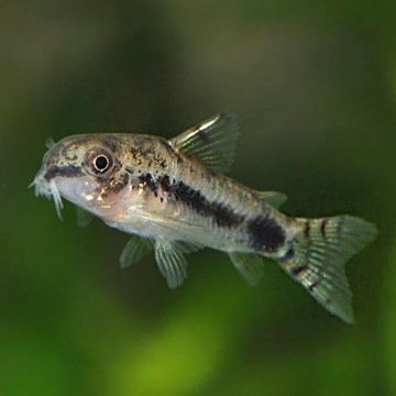 Corydoras habrosus lot de 5