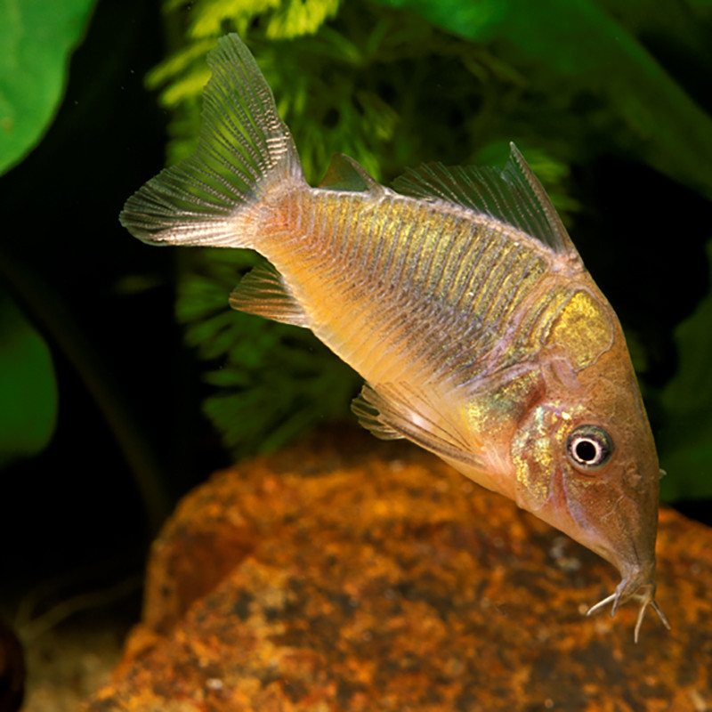 Brochis Splendens 5-6 cm lot de 2 