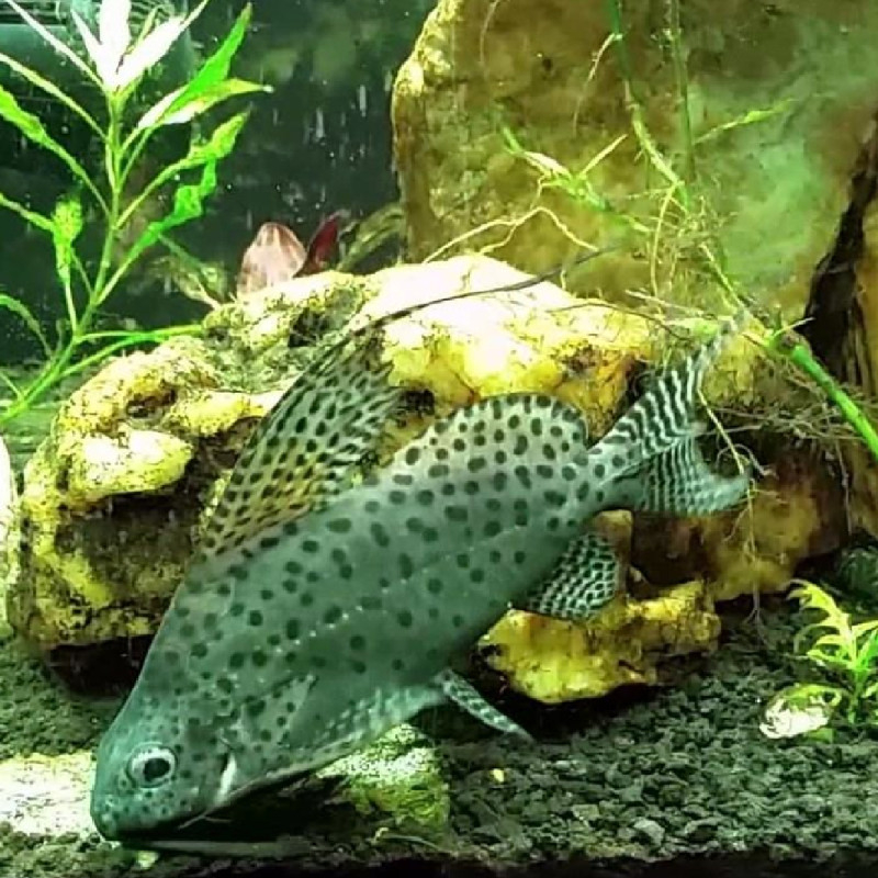 Synodontis euptera 3-4cm lot de 2