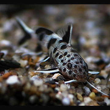 Synodontis Petricola Zaire