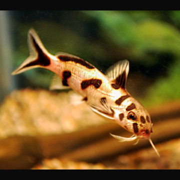 Synodontis Polli White Zambia