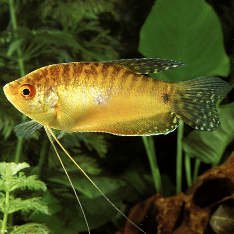 Trichopodus trichopterus \\"gold\\" - Gouramis dorés 4-6 cm   6,50 €