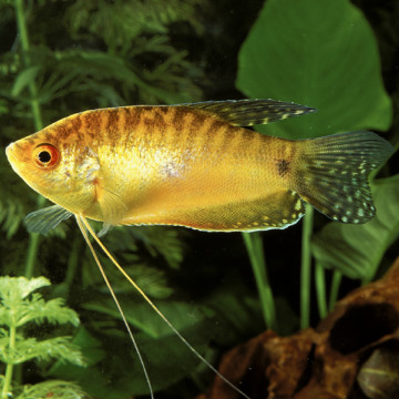 Trichopodus trichopterus "gold" - Gouramis dorés 8-10cm lot de 2