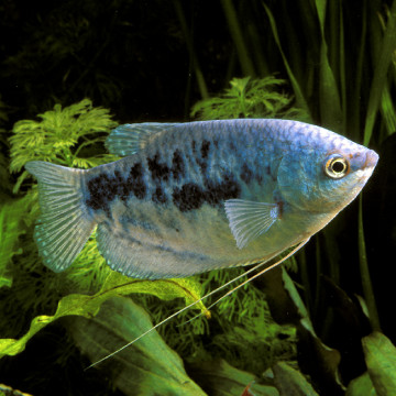 Trichopodus trichopterus - Gouramis Bleus 7-8cm lot de 2