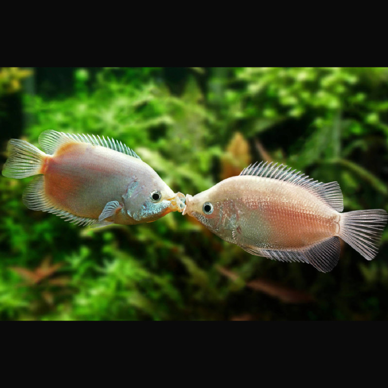 Helostoma temminkii - Kissing Gouramis Embrasseur