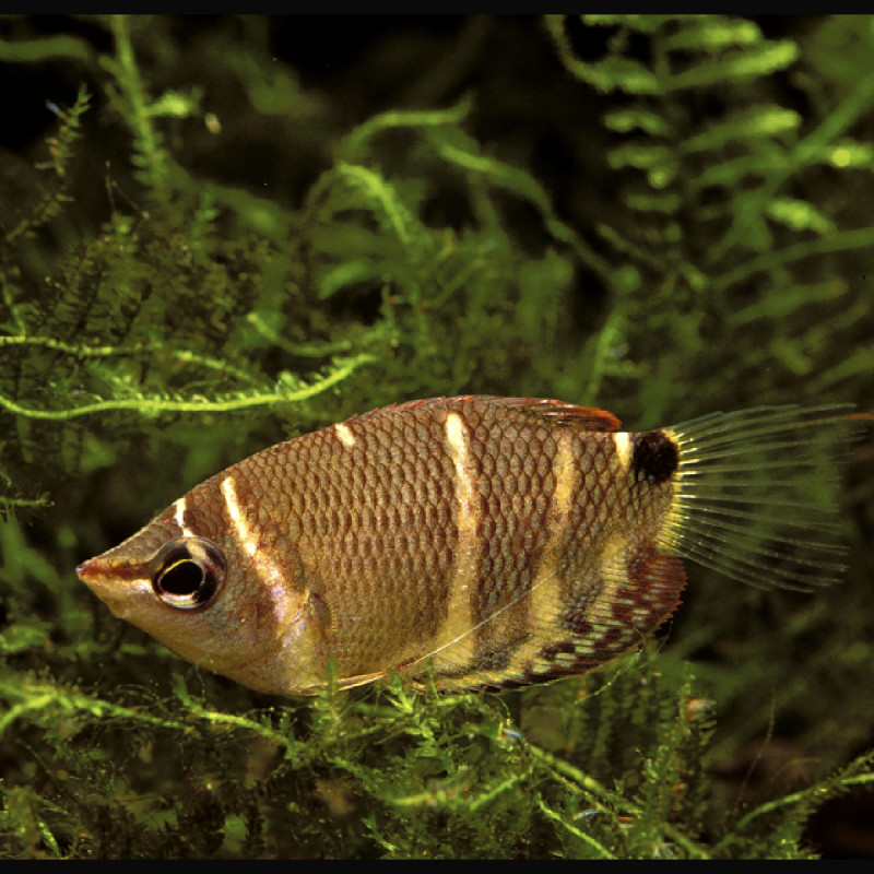 Sphaerichthys osphromenoides (gouramis chocolat)