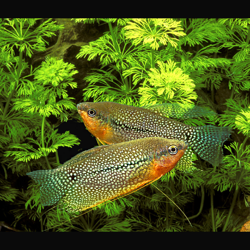 Trichopodus leerii - Gouramis Perlés 3-4cm         3,50 €