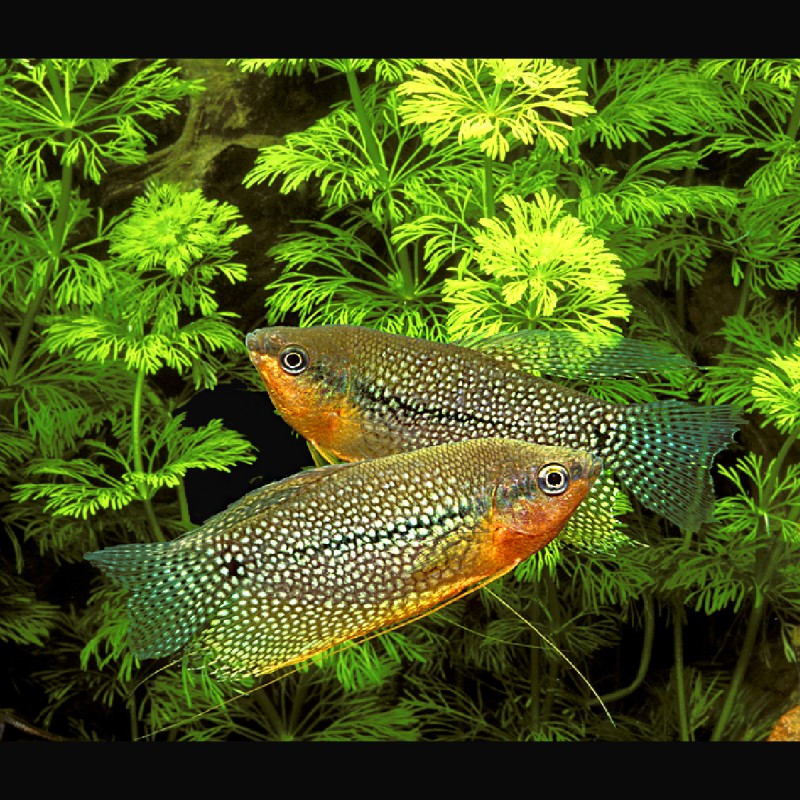 Trichopodus leerii - Gouramis Perlés 3-4cm lot de 5 + 1 offert 15€