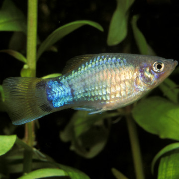 Xiphophorus maculatus Platy bleus 2-3cm lot de 3