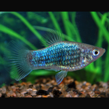 Xiphophorus maculatus Platy Neon bleus Tuxedo 2-3cm