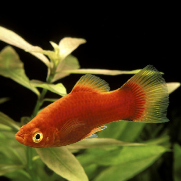 Xiphophorus maculatus Platy rouges 2-3cm                           