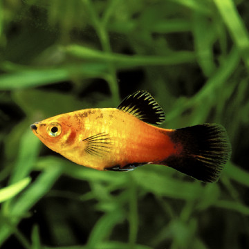 Xiphophorus maculatus Platy Wagtail Sunset 