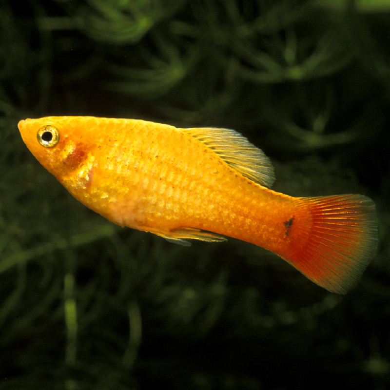 Xiphophorus maculatus Platy perroquets Jaunes 2-3cm 2,50 €