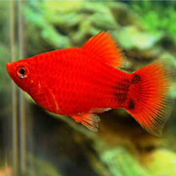 Xiphophorus maculatus Platy Corail Rouge Mickey Mouse 1-2cm